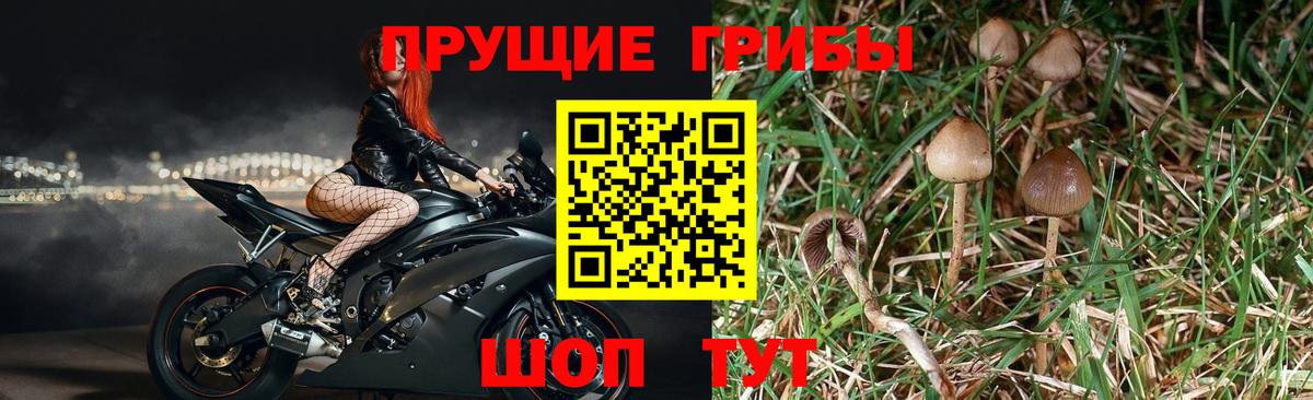 Псилоцибиновые грибы Psilocybine cubensis  Вход с VPN  Калуга 